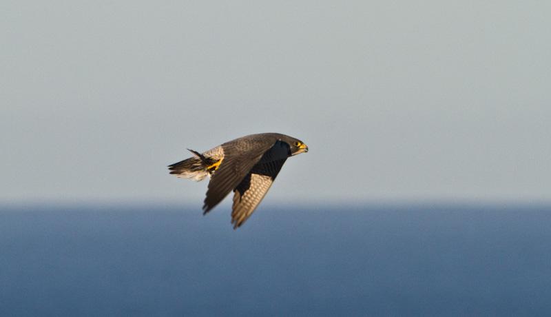 Peregrine Falcon In Flight
